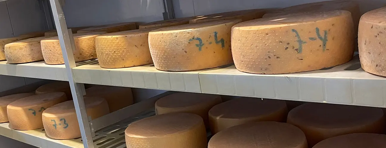 Dorfmilch Käse Laibe im Reifeschrank